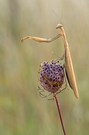 Mantis Religiosa