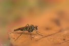 Kleine Fliege