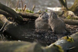 Der Kampf der Nutrianer