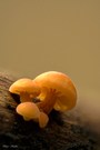 Frische Pilze - Samtfußrübling