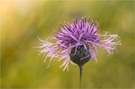 Wiesenflockenblume