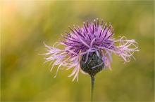 Wiesenflockenblume