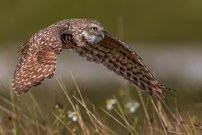 Kaninchenkauz - Nicht nur auf dem Boden  (Burrowing Owl)