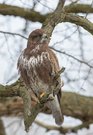 Bussard