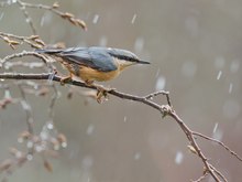 Letzte Woche hatten wir einen Wintereinbruch