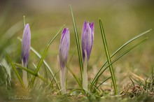 Krokusse im Dreierpack