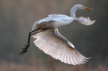 Silberreiher im Flug