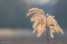 Schilf im Spätwinter