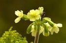 Schlüsselblume und die Fliege