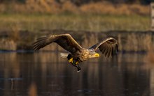 Seeadler mit Beute