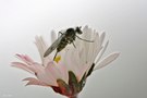 Das Gänseblümchen und die Fliege