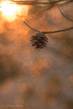 Kienapfel im Sonnenuntergang