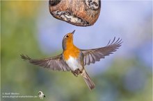 Rotkehlchen (Erithacus rubecula)