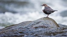 Wasseramsel