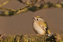 Wintergoldhähnchen