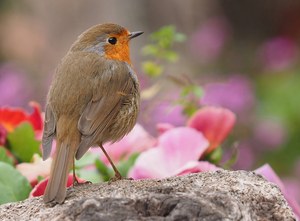 Rotkehlchen im Frühling