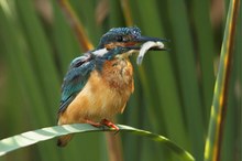 On the bulrush