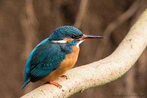 Eisvogel-Weibchen