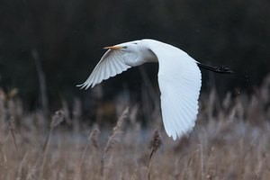 Silberreiher im Flug