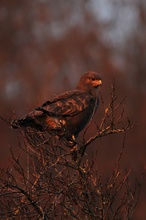 Mäusebussard in der Abendsonne