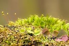 Ein Blick in die kleine Welt der Moose
