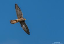 Turmfalken Weibchen