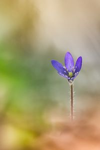 Ein Leberblümchen