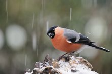Schnabel voll vom Schnee...