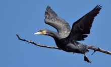 Abflug vom Ansitz