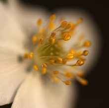 Buschwindröschen