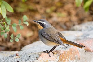 Rotschwanzkehlchen - Rotkehlschwänzchen ?