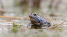 Moorfrosch-Männchen