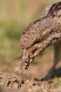 Wendehals bei Nahrungsaufnahme