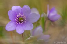 die ersten Leberblümchen aus der Lausitz