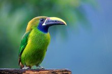 Emerald Toucan