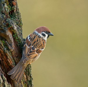 Feldsperling