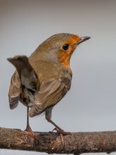 Der schönste gefiederte Gartenbewohner