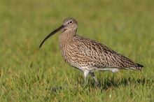 Ostern im Moor - Brachvogel