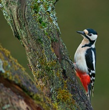 Buntspecht Männchen