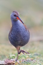 Wasserralle im Schleichmodus