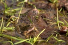 Moorfrosch sucht Partner