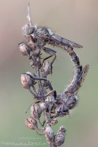 Frühlings-Raubfliege