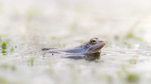 Auf der Suche nach den Damen