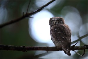 Im Wald der Kobolde