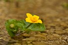 Sumpfdotterblume