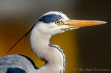 Graureiher / Fischreiher Portrait