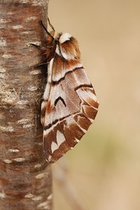 Endromis versicolora