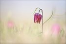 ~ Fritillaria meleagris ~