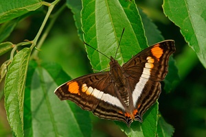 Tropischer Falter Doxocopa linda