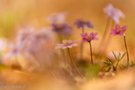 pink hepatica